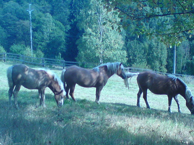 DSC00493.JPG